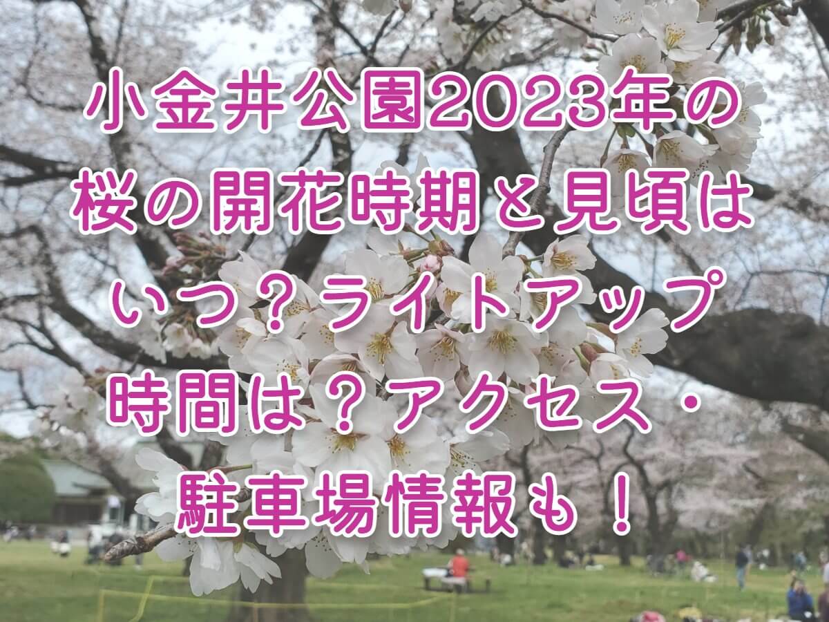 小金井公園2023年の桜の開花時期と見頃はいつ？ライトアップ時間は？アクセス・駐車場情報も！